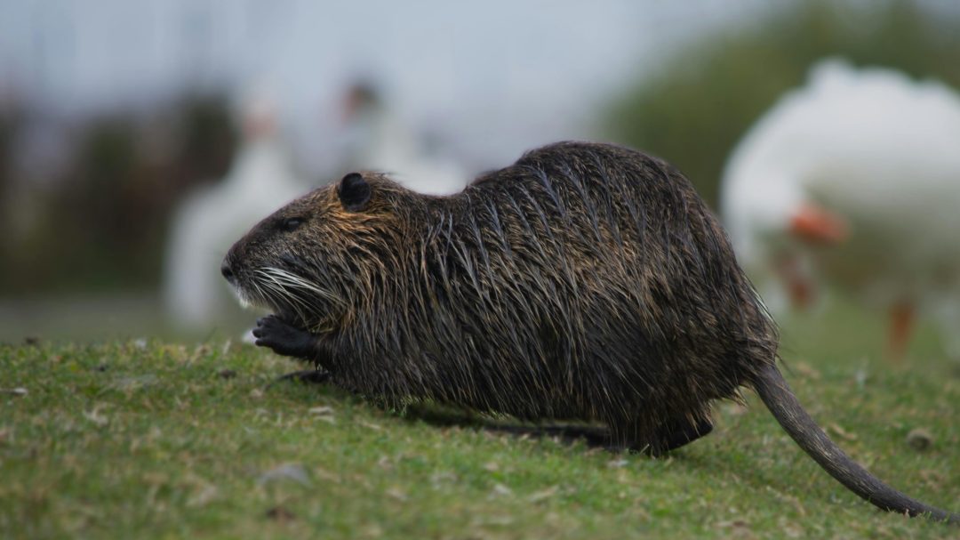 nutria - biological invasions - Hungary invasive species