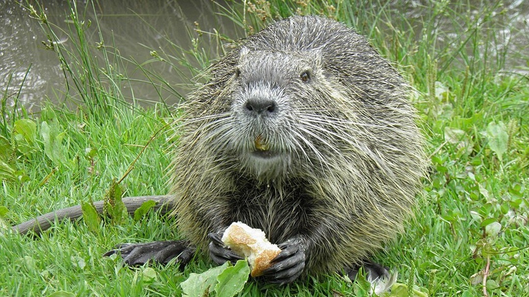 nutria eszik, nutria Magyarországon, nutria inváziós terjedése, nutria invázió, nutria feeding, coypu in Hungary, nutria in Hungary