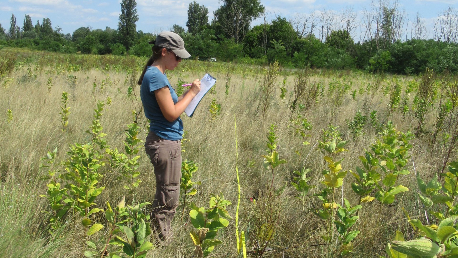 Kiskunság, inzáziós növényfajok, élőhely helyreállítás, invasive plant species