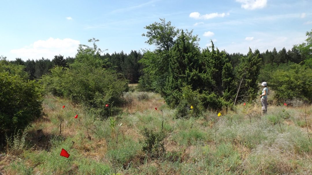 Kiskunság - környezet helyreállítás - ecological restoration - sand grassland - drought - 2017
