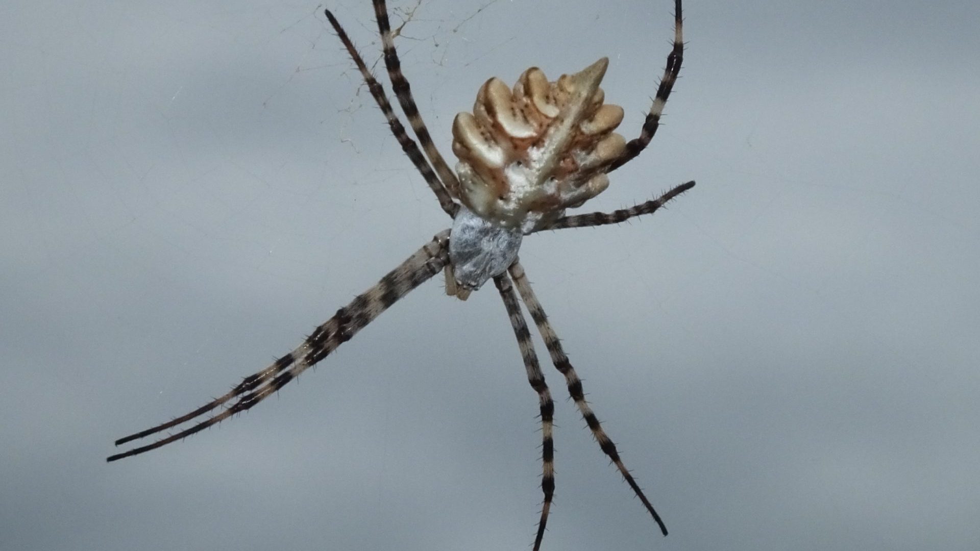 Invasive milkweed - invasive plant's impact on arthropods - selyemkóró - inváziós növények hatása az ízeltlábúakra