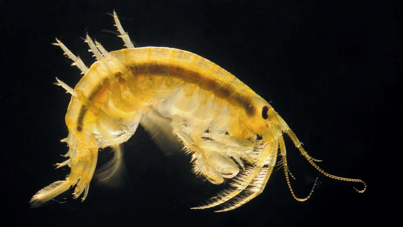 Dikerogammarus bispinosus - invasion in Danube - research in Hungary - inváziós bolharák a Dunában - Invasion Biology Division NL - freshwater lab