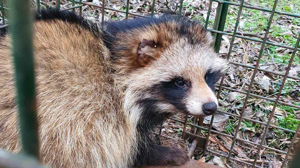Kameracsapda - nyestkutya - raccoon dog - camera trap - MATE