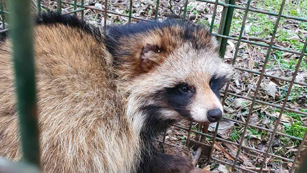 Kameracsapda - nyestkutya - raccoon dog - camera trap - MATE