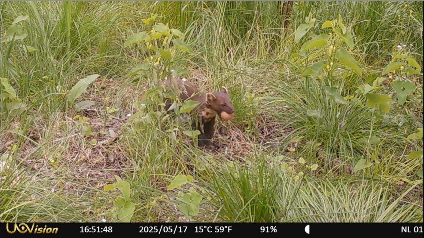 Kameracsapda - nyuszt - pine marten - camera trap - MATE