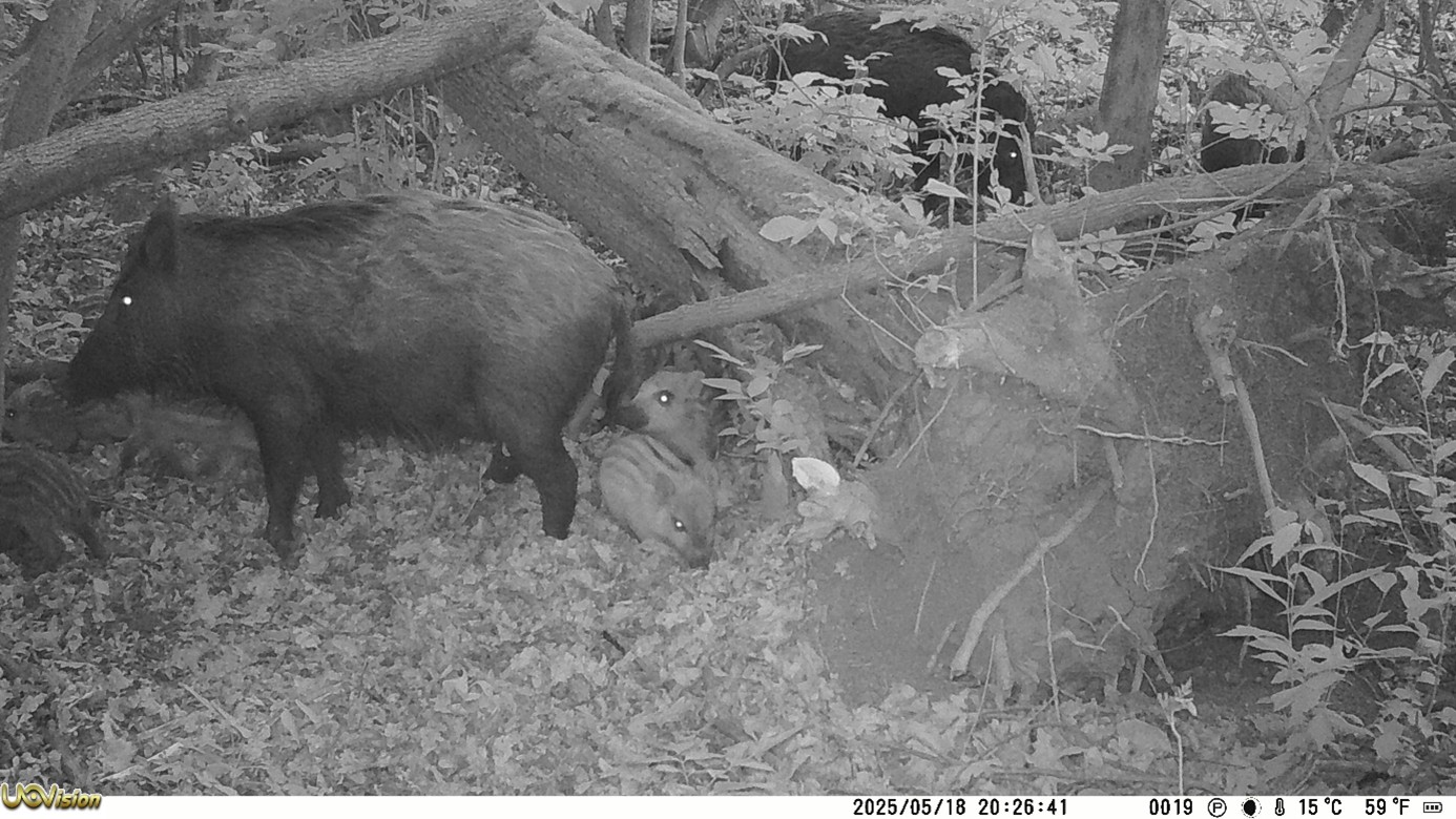 Kameracsapda - vaddisznó család - wild boar family - camera trap - MATE
