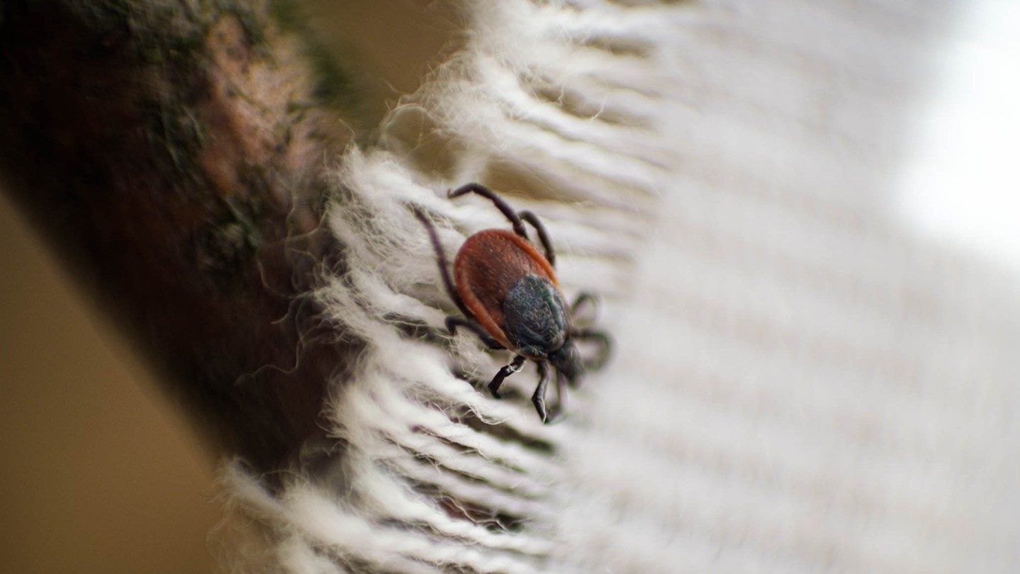közönséges kullancs - Ixodes ricinus - kullancskalauz - castor bean tick
