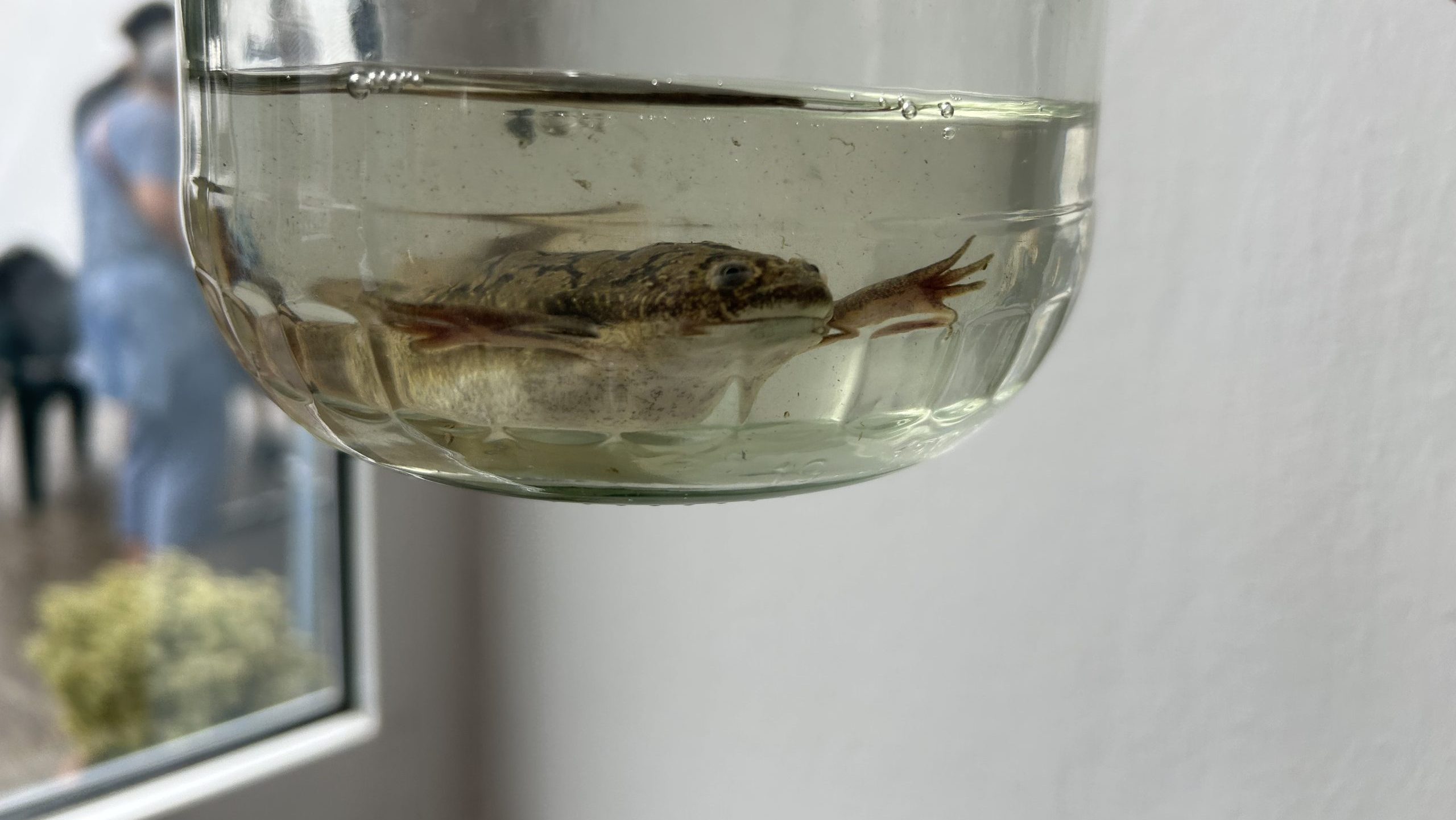 Karmos béka - Xenopus - édesvízi invázió - kert a köbön