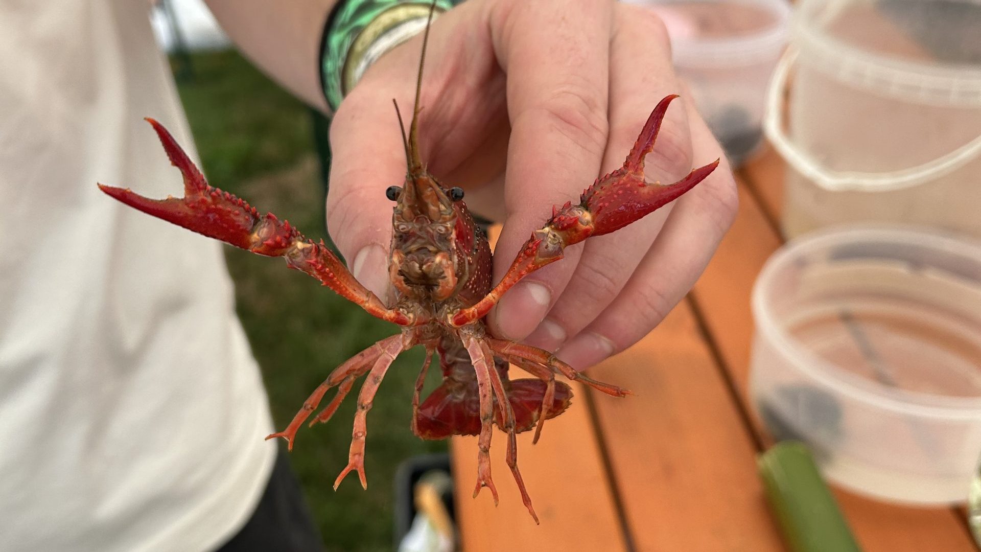 Procambarus clarkii - Louisiana crawfish - vörös mocsárrák - édesvízi invázió