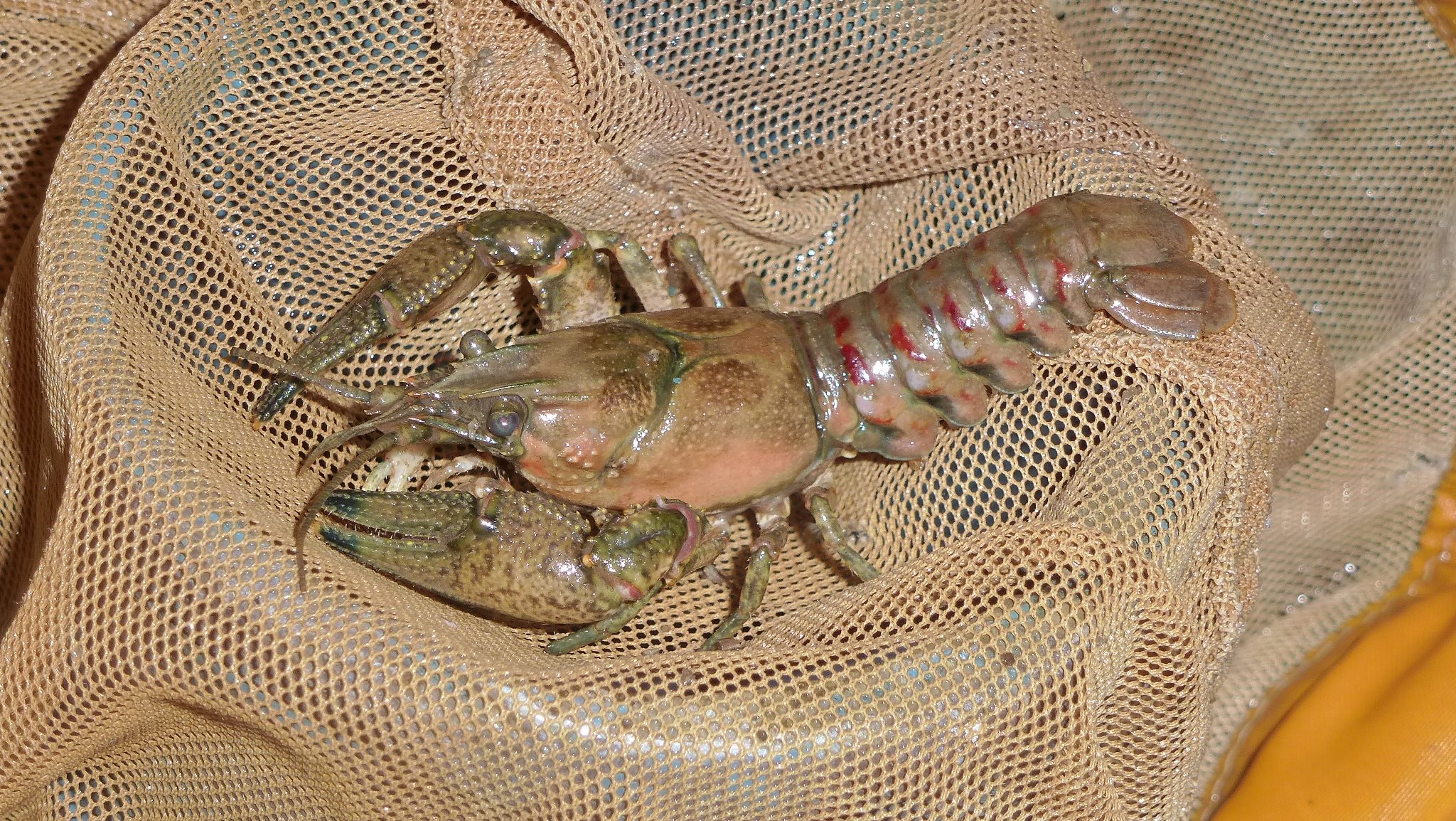 Cifrarák, spinycheek crayfish, Orconectes limosus / Faxonius limosus, invázió, Balaton, balatoni makrogerinctelen invázió | Kép forrása: Weiperth András, HUN-REN ÖK