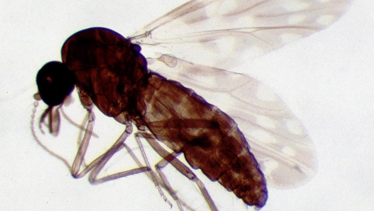 Biting midget - Culicoides spp. female - blue tongue disease - biological invasion - törpeszúnyog - kéknyelv betegség - biológiai invázió