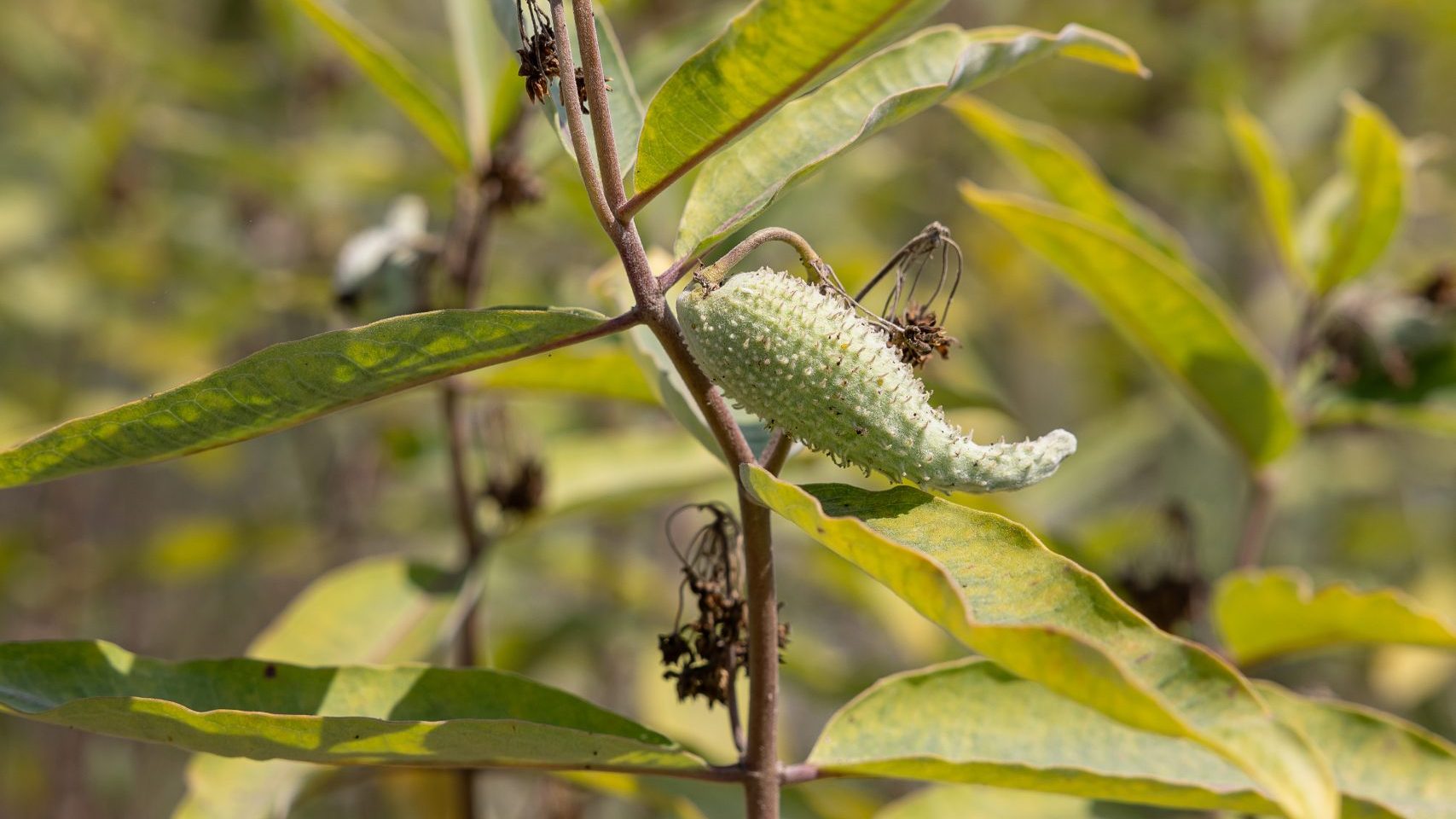 Selyemkóró, common milkweed flower, Asclepias syriaca | Kép forrása: Halassy Melinda, HUN-REN Ökológiai Kutatóközpont, HUN_REN Centre for Ecological Research