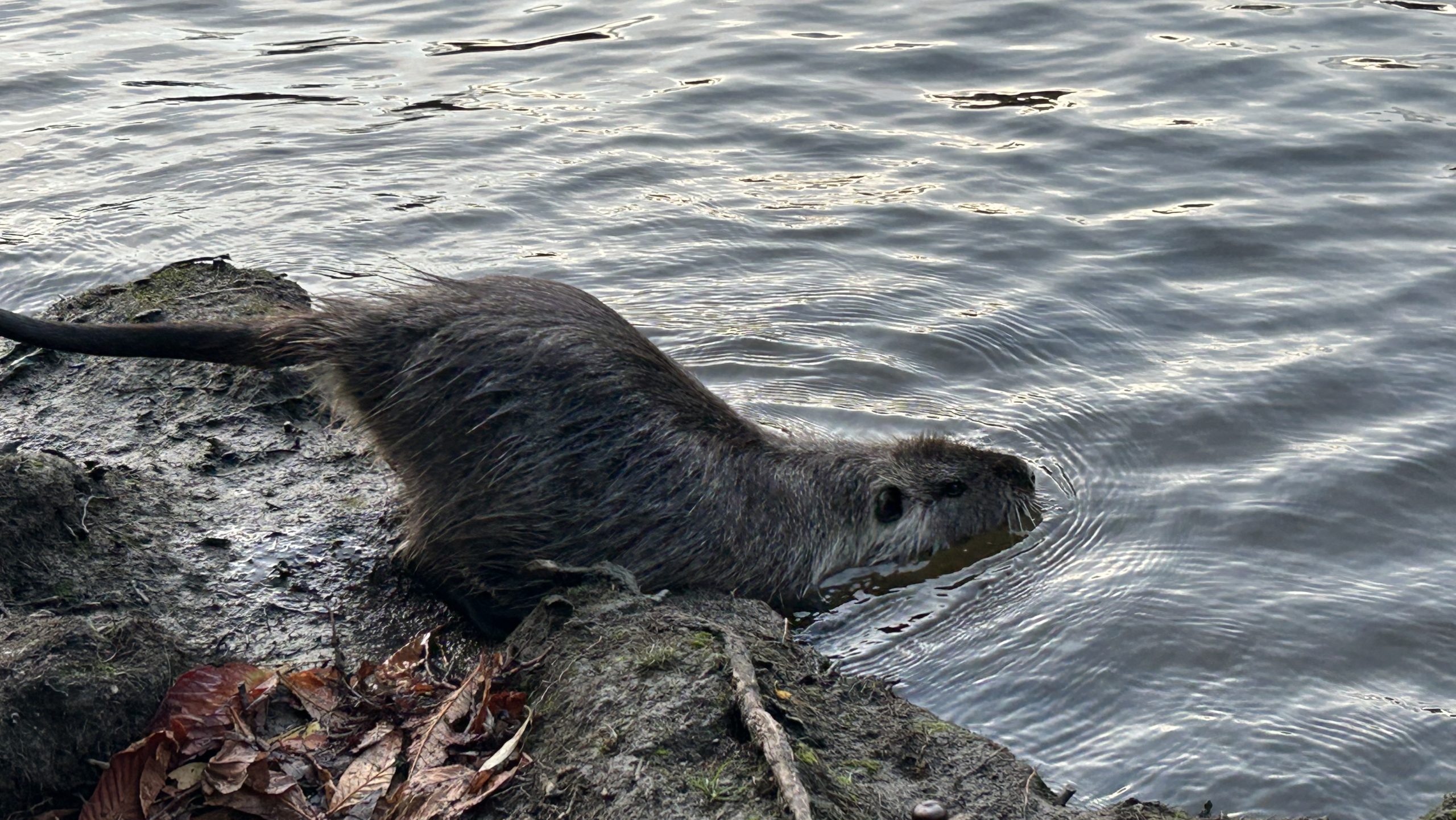 Nutria, coypu, Myocastor coypus, Bócsi Balázs, MATE