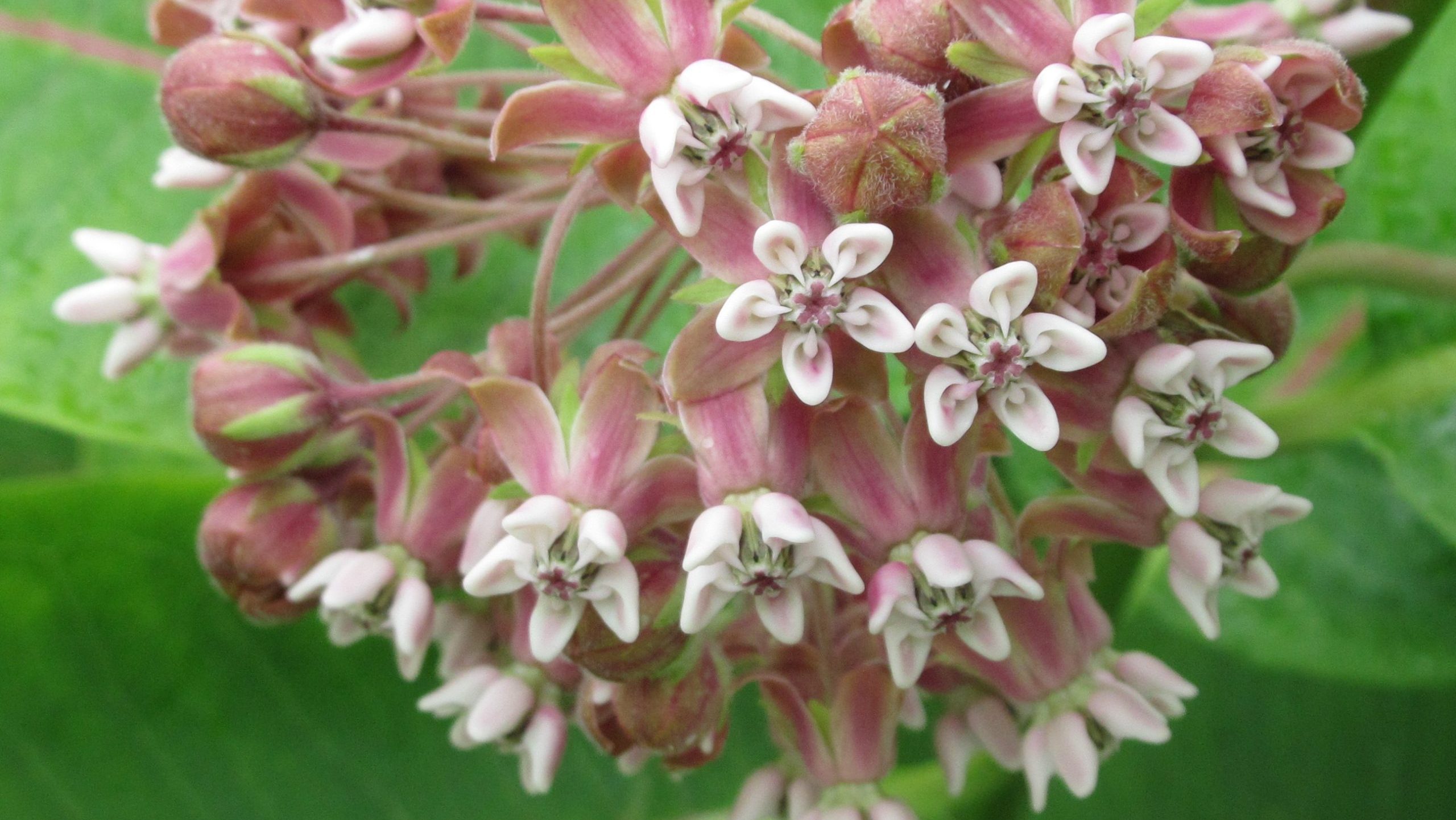 Selyemkóró virág, common milkweed flower, Asclepias syriaca | Kép forrása: Halassy Melinda, HUN-REN Ökológiai Kutatóközpont, HUN_REN Centre for Ecological Research