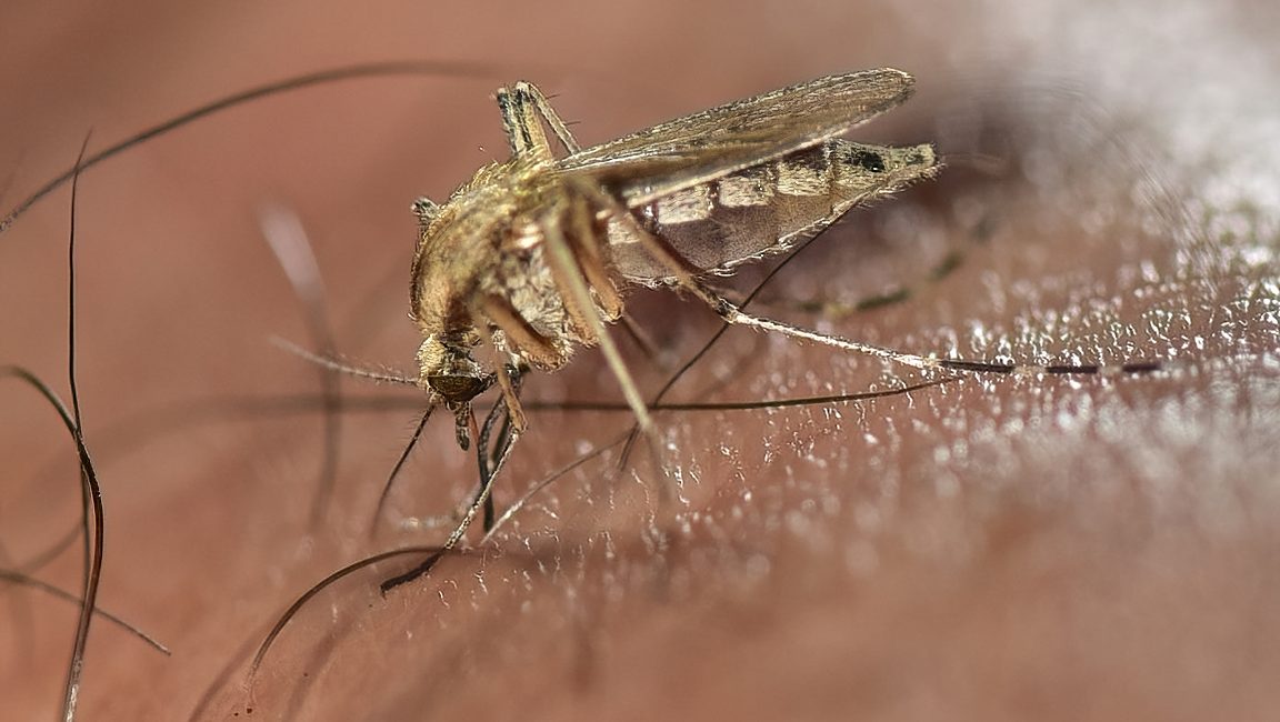 Sziki szúnyog - Ochlerotatus dorsalis - HUN-REN Ökológiai Kutatóközpont - biológiai invázió - invázióbiológia - summer salt marsh mosquito - biological invasion - invasion biology - Aedes dorsalis