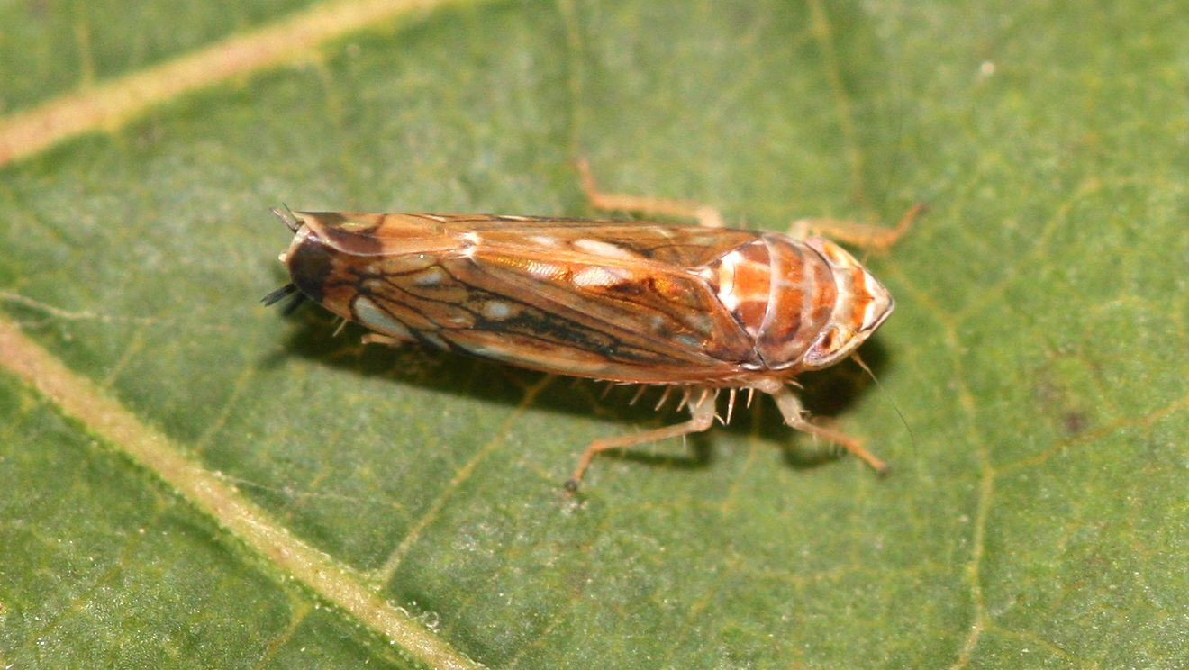 Inváziós amerikai szőlőkabóca - Scaphoideus titanus - szőlő aranyszínű sárgasága - FD fitoplazma - invázióbiológia