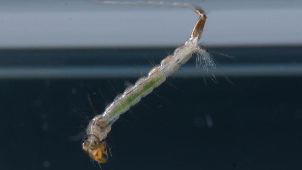 Ázsiai tigrisszúnyog lárvája - szúnyoglárva - Aedes albopictus - HUN-REN Ökológiai Kutatóközpont - biológiai invázió - invázióbiológia - Asian tiger mosquito - biological invasion - invasion biology