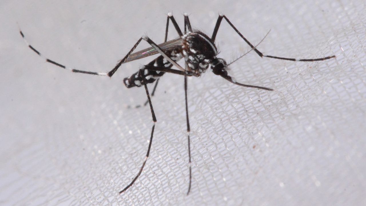 Ázsiai tigrisszúnyog - Aedes albopictus - HUN-REN Ökológiai Kutatóközpont - biológiai invázió - invázióbiológia - Asian tiger mosquito - biological invasion - invasion biology