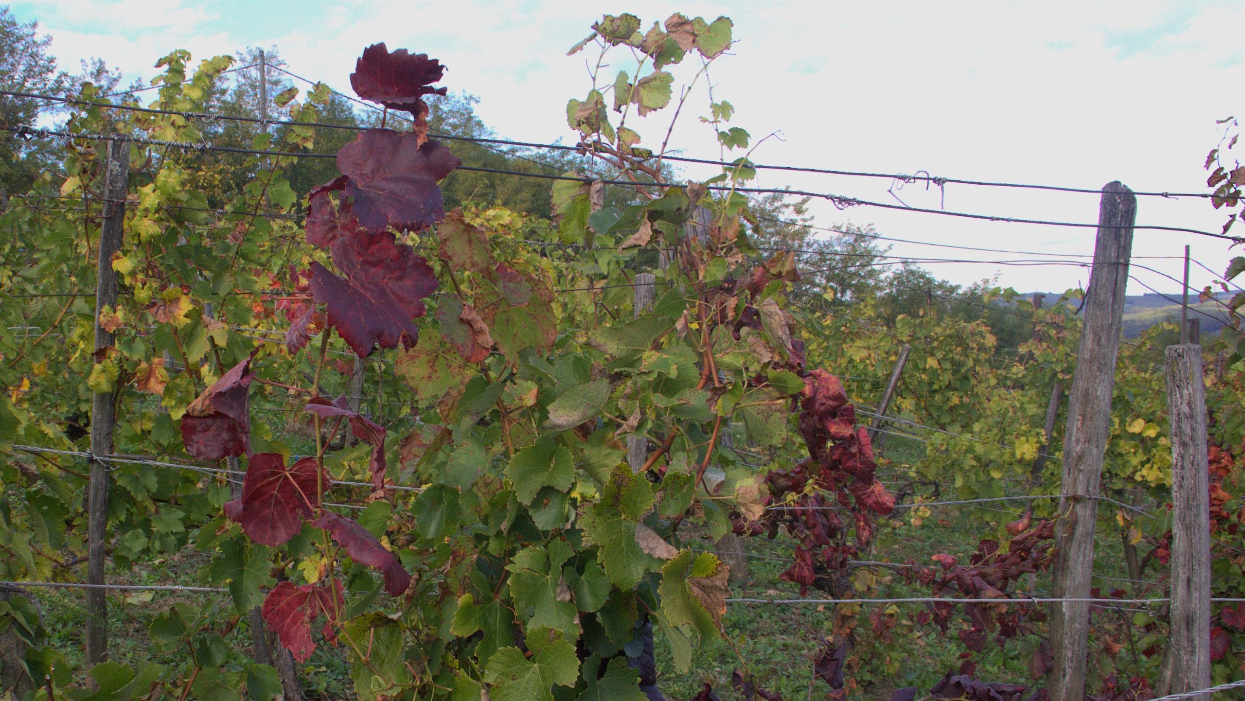 Szőlő aranyszínű sárgasága - FD fitoplazma - inváziós amerikai szőlőkabóca - invázióbiológia - HUN-REN Agrártudományi Kutatóintézet, Nemzeti Labor Invázióbiológia Divízió - Grapevine flavescence dorée - Scaphoideus titanus