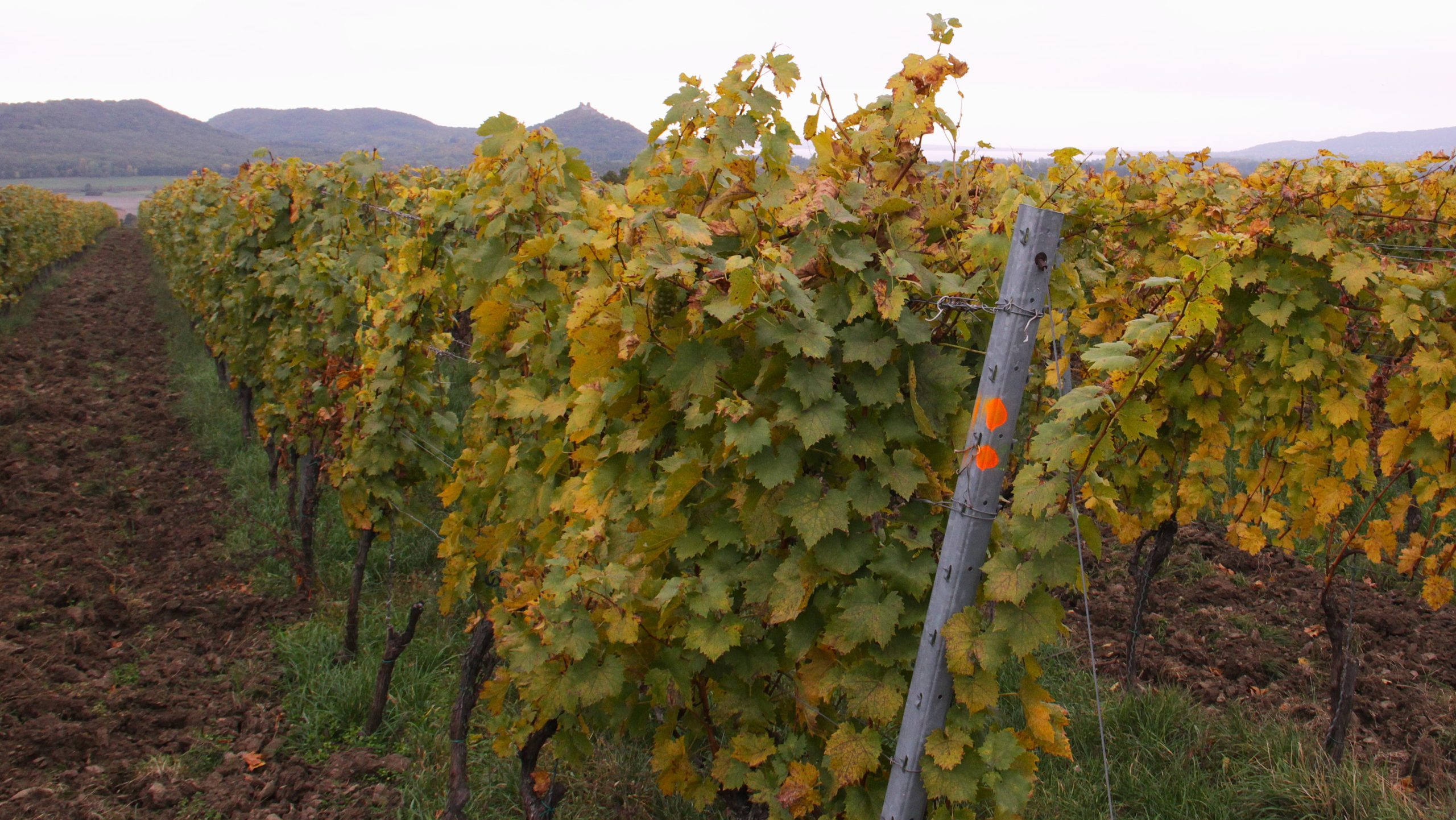 Szőlő aranyszínű sárgasága - FD fitoplazma - inváziós amerikai szőlőkabóca - invázióbiológia - HUN-REN Agrártudományi Kutatóintézet, Nemzeti Labor Invázióbiológia Divízió - Grapevine flavescence dorée - Scaphoideus titanus