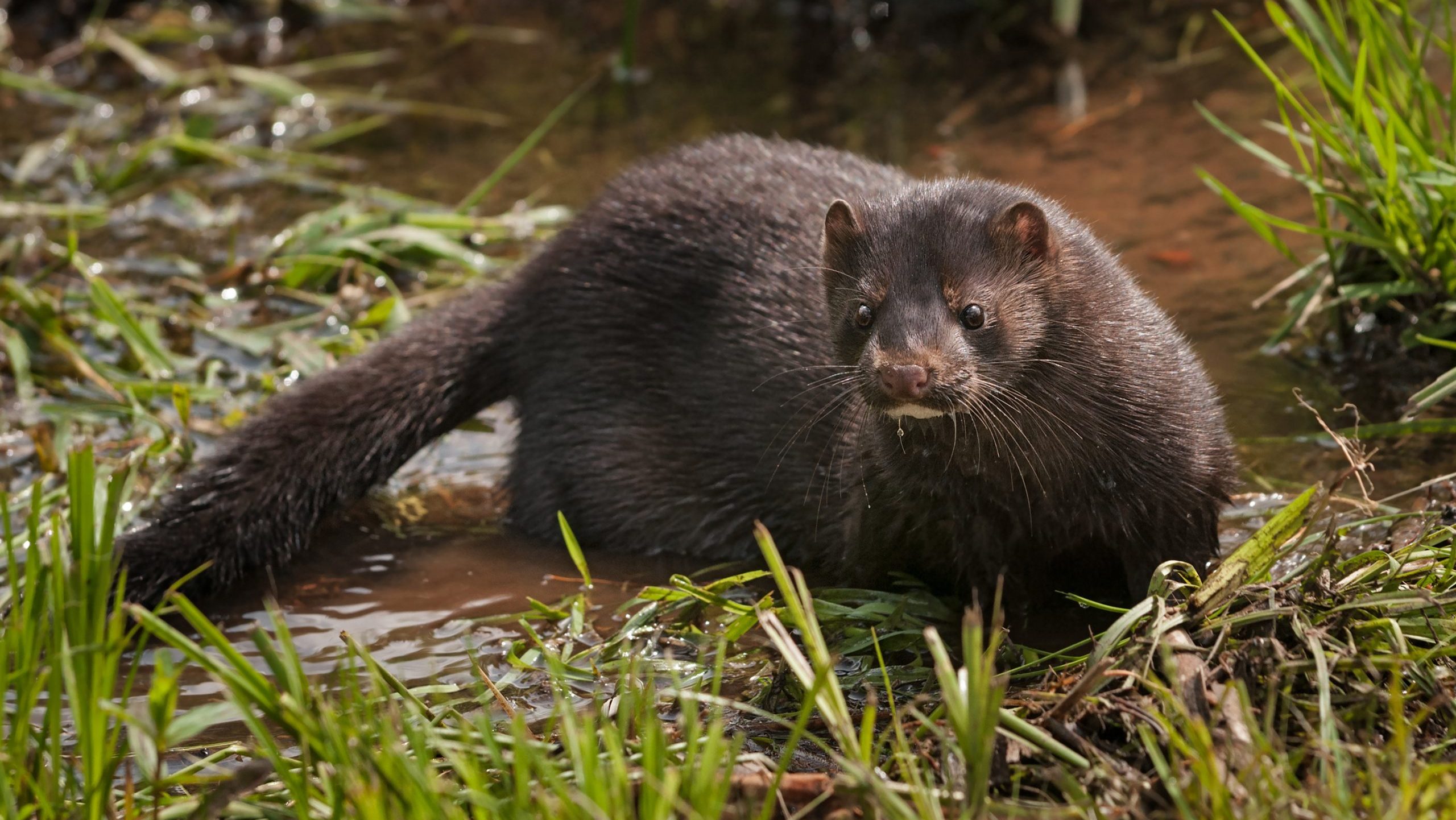 Amerikai nyérc - Adult American Mink (Neovison vison) in Marshy Area - captive - HUN-REN Ökológiai Kutatóközpont, HUN_REN Centre for Ecological Research / https://hodterkep.hu/upload-semiaquatic-mammals