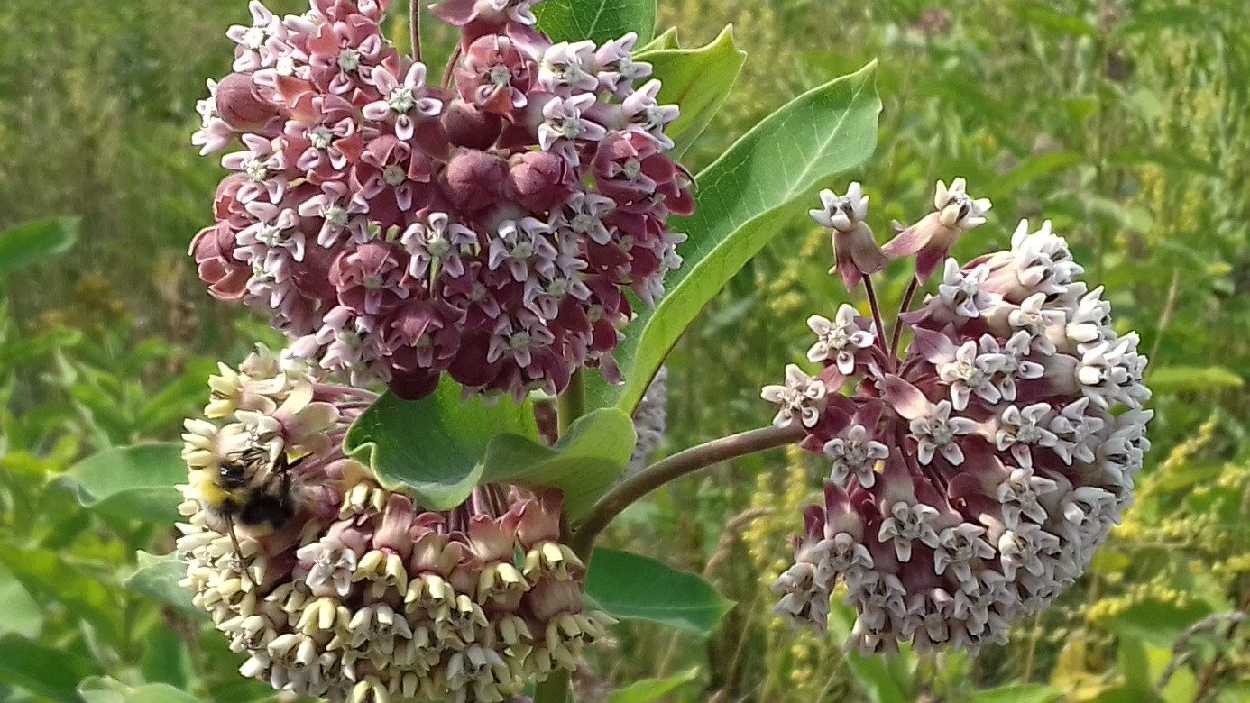 Selyemkóró virág, common milkweed flower, Asclepias syriaca | Kép forrása: Csecserits Anikó, HUN-REN Ökológiai Kutatóközpont, HUN_REN Centre for Ecological Research