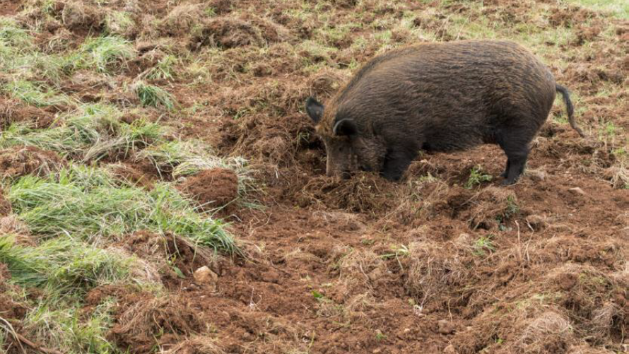 Shrub encroachment - rooting - wild boar - MATE - ÖK