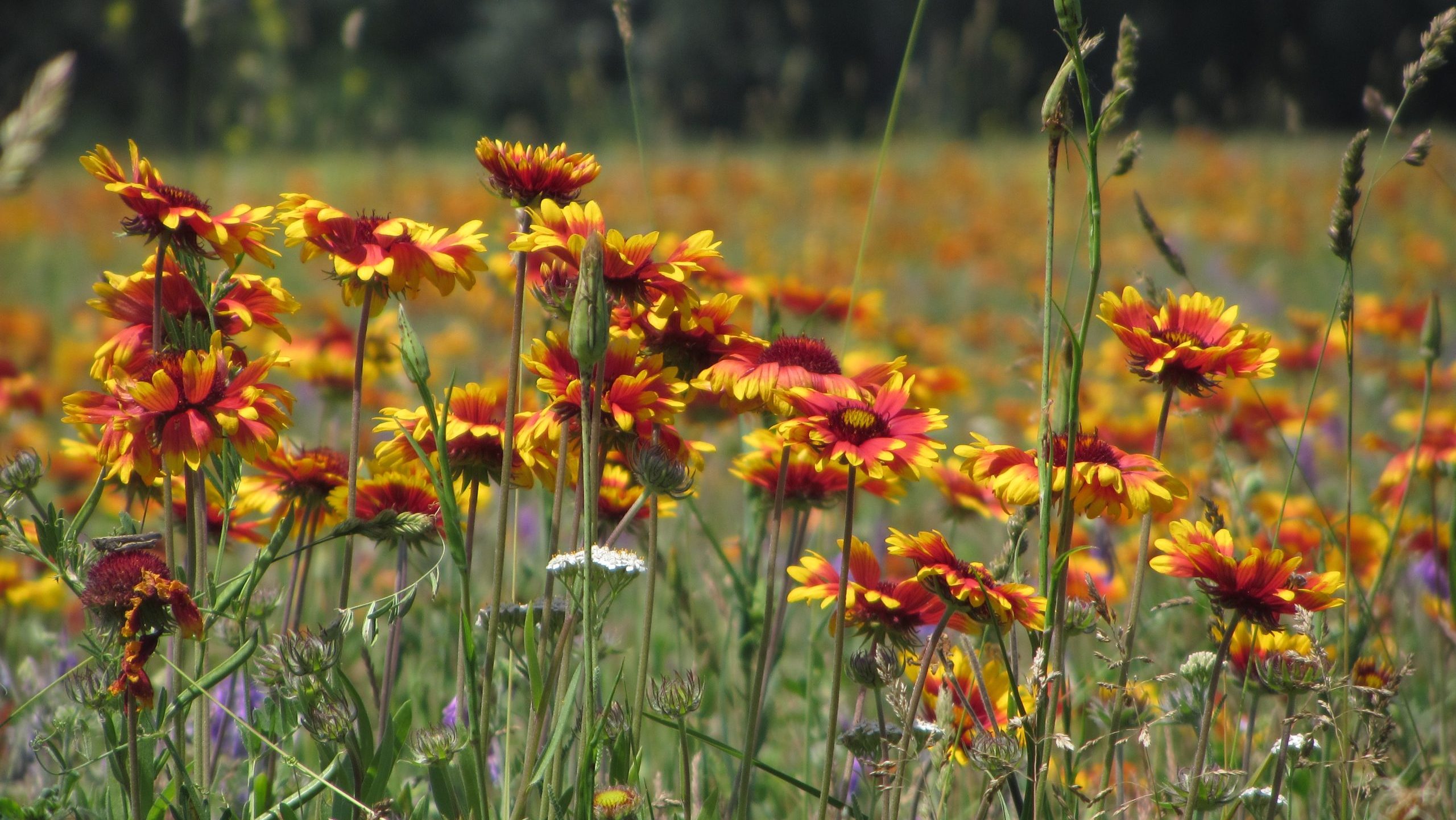 Sárga kokárdavirág (Gaillardia aristata) | Fotó: Szigeti Viktor, HUN-REN Ökológiai Kutatóközpont